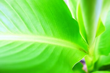 Wall Mural - Close up Green Leaves Background with Light Leak, Suitable for Nature Concept.