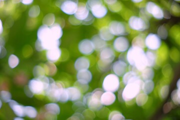 Wall Mural - white circle bokeh in green park background, suitable for nature concept.