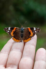 Vertical Shot Of A Wonderful Butterfly Sitting On The Hand