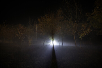 strange light in a dark forest at night. Silhouette of person standing in the dark forest with light. Dark night in forest at fog time. Surreal night forest scene. Horror halloween concept. Fairytale