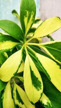 Beautiful Yellow And Green Two-tone Plant From Tropical Country