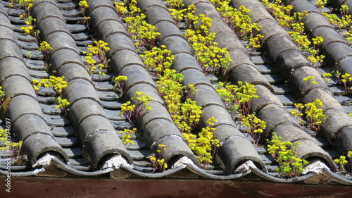 Close-up Of Plants On Roof