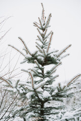 Canvas Print - Spruce branch with a snow cap close-up