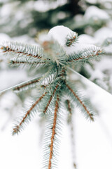 Canvas Print - Spruce branch with a snow cap close-up