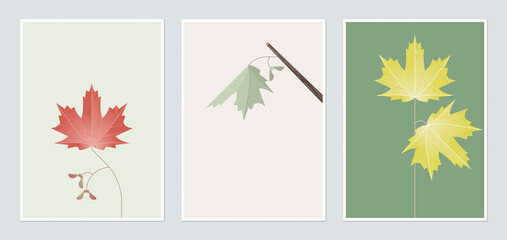 botanical poster template design, sugar maple in different color