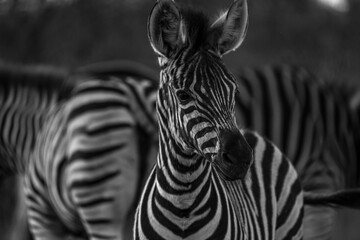 Baby-Zebra seen on a safari in Kurger National Park - South Africa.