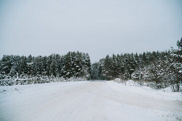 Landscape of a snow-covered pine forest in a snowfall