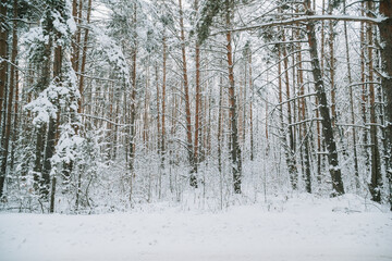 Canvas Print - Landscape of a snow-covered pine forest in a snowfall