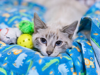 Wall Mural - Kitten on a Cat Bed with Toys Waiting for Adoption at a Shelter