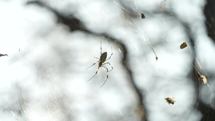 Joro Golden orb web spider quietly waiting in it's web trap - Close up