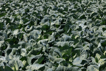 Field with cabbage summer