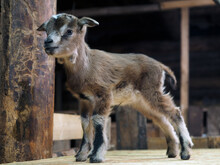 Newborn Baby Goat In The Barn