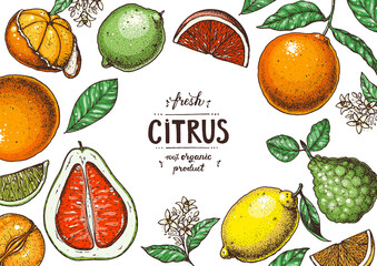 Wall Mural - Fresh citrus frame. Hand drawn vector illustration. Organic food, citrus design template. Colored illustration. Citrus collection.