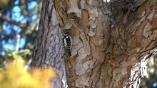 A Female Downy Woodpecker (Dryobates Pubescens) Pecks At The Bark Of A Maple Tree.