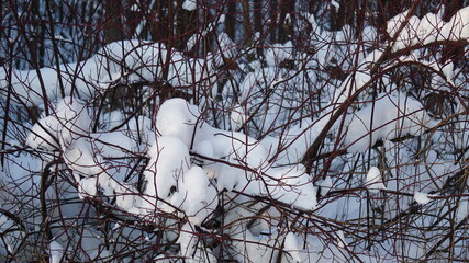 Wall Mural - snow covered branches