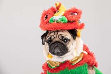 Wall Mural - Happy dog pug breed in Chinese New Year Lion dance costume for Happy and lucky year