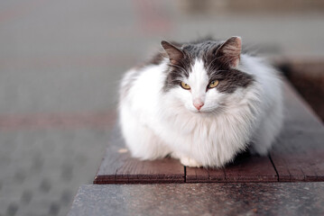 White cat is sitting outside, Fluffy white cat, homeless animal concept