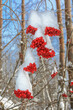 Bunches of red berries under the snow against blue sky