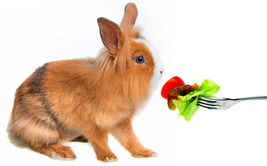 Wall Mural - little brown rabbit eat vegetable