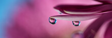 Rain Water Droplet With Refraction On Soft Pastel Purple Pink And Magenta Daisy Flower Petals Macro Selective Focus Abstract Web Banner Background	