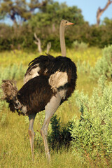 Poster - The ostrich or common ostrich (Struthio camelus) standing with wings raised in the savannah.