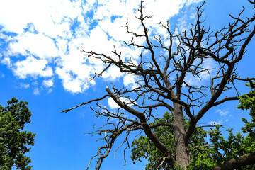 Old dry tree on a background of blue sky with white clouds