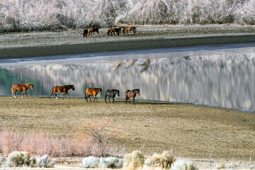 Poster - Wild Mustang Horses walking along Washoe Lake in Northern Nevada near Reno.