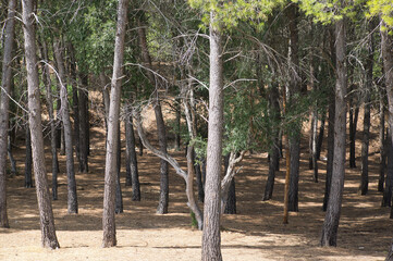 lush forest on the banks of the el Tranco reservoir, Cazorla, Spain