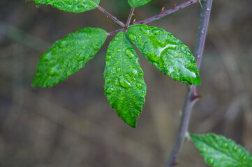 drops of water on leaves and branches on the banks of the Cerezuelo river, Cazorla, Spain