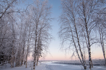 Wall Mural - winter landscape with trees