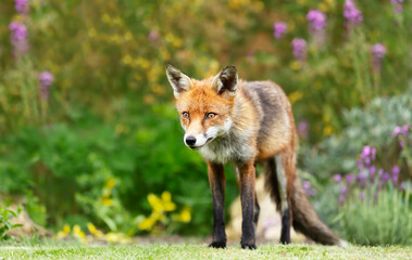 Close up of a red fox in summer