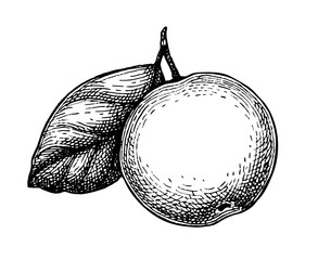 Canvas Print - ink sketch of apple.