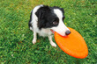 Outdoor portrait of cute funny puppy dog border collie catching toy in air. Dog playing with flying disk. Sports activity with dog in park outside.