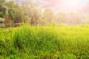 Canvas Print - A bush of grass on a meadow during sunrise