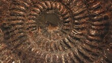 Close Up Petrified Extinct Prehistoric Ammonite Fossil Spiral Shell Remains Background, Spinning, 4K