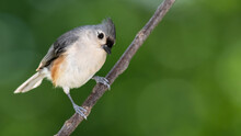 Curious Tufted Titmouse, Perched On A Slender Tree Branch