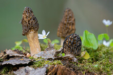 Black Morel (Morchella Elata)mushrooms Growing In Forest