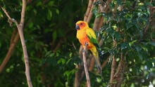 Sun Conure, Sun Parakeet, Aratinga Solstitiali, 4K Footage Of A Parrot Found In South America; Caught Sleeping On A Twig And Falls Off, Recovers Its Balance, Yawns As If Nothing Happened, LOL.