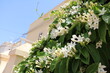 White flowers of Stephanotis floribunda, Malta