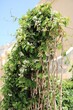 Climbing shrub Madagascar jasmine with white flowers, Malta
