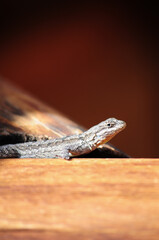 lizard lying taking morning sunlight