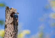 Adult Male Tree Swallow Perched On Dead Tree At Nest Opening