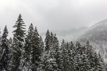 Fototapete - Winter fir and pine forest covered with snow after strong snowfall