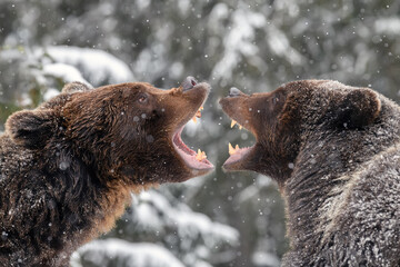 Close-up two angry brown bear fight in winter forest