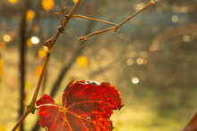 Spider Web On Dried Grape Leaves. Red Autumn Leaves. No People. Selective Focus. 
