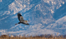 Flying Great Blue Heron Surrounded By Hills Around The Great Salt Lake In Utah, The USA