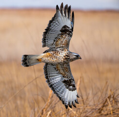 Wall Mural - Closeup of a flying rough-legged hawk under the sunlight in Utah, the US