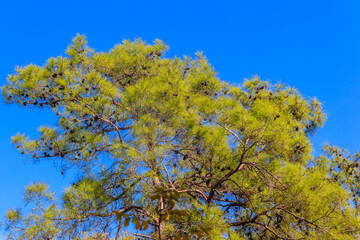 Canvas Print - Turkish pine tree (Pinus brutia) against blue sky