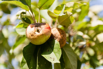 Two rotten apples on an apple tree branch. Missing apples on the tree.