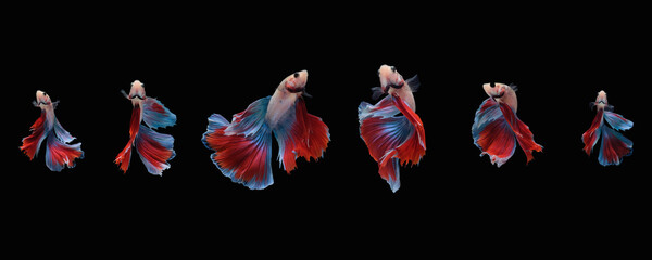 Wall Mural - Photo collage of red blue mascot halfmoon betta splendens siamese fighting fish isolated on black color background. Image photo